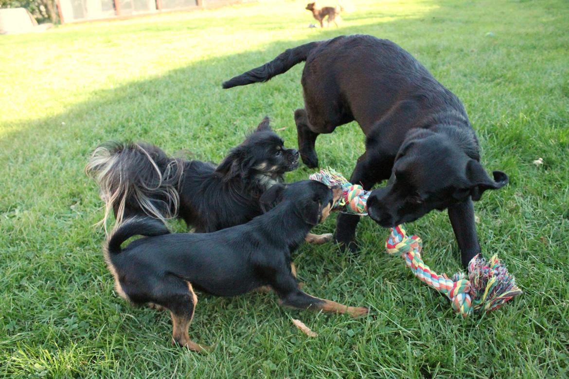 Labrador retriever Enya - 25-09-2016 billede 12