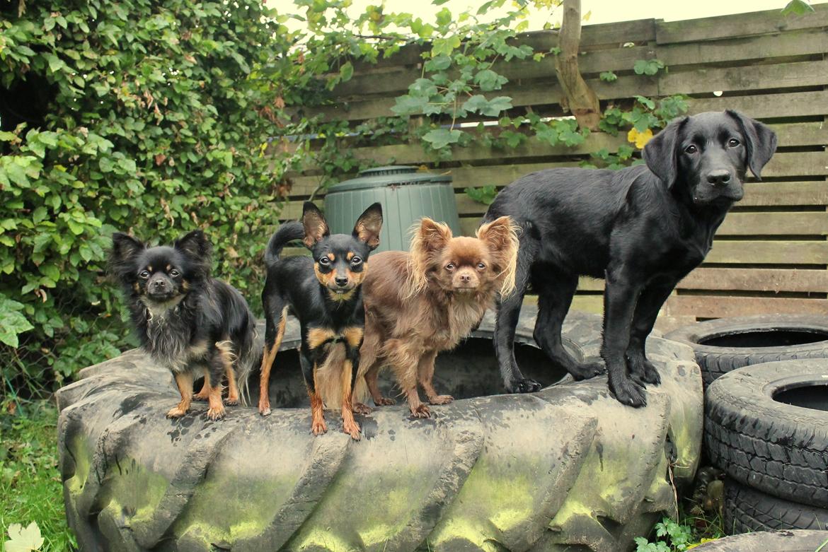 Labrador retriever Enya - 18-10-2016 billede 13