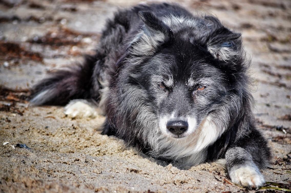 Blanding af racer Kátur billede 19