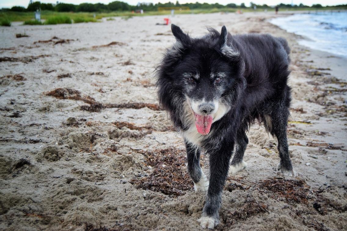 Blanding af racer Kátur billede 20