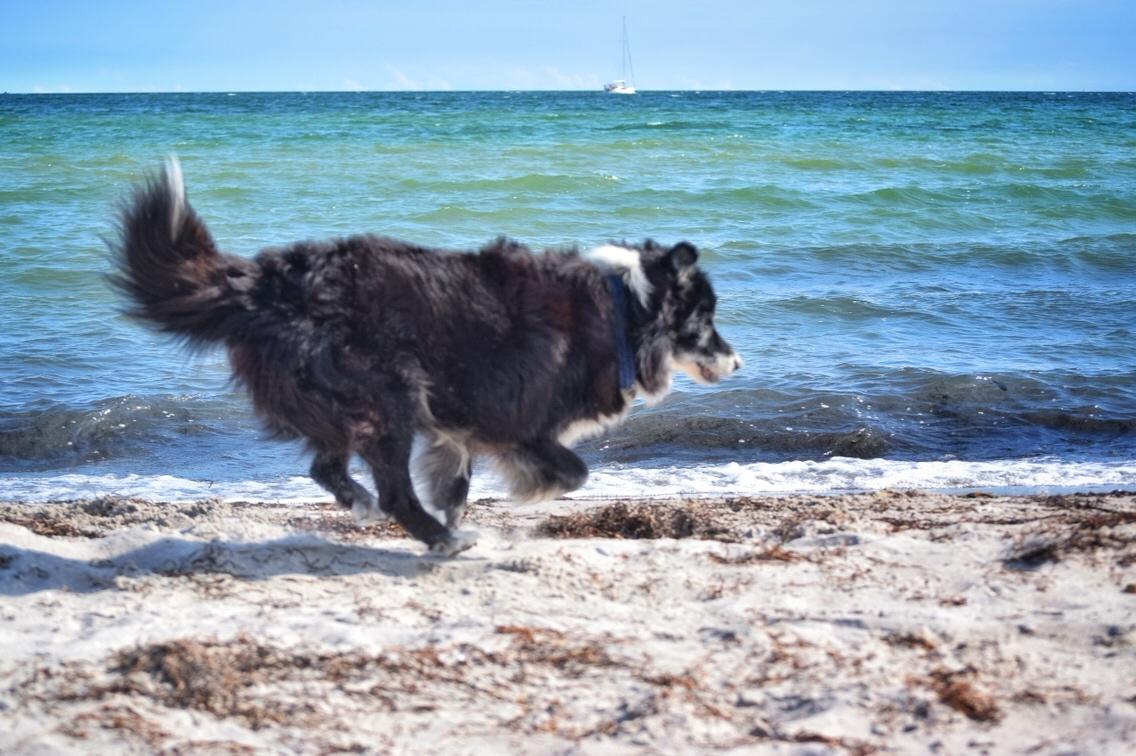 Blanding af racer Kátur billede 24