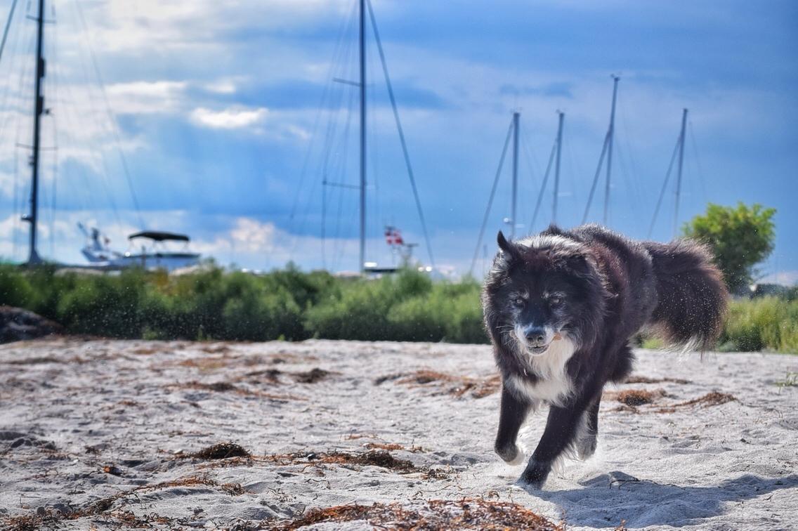 Blanding af racer Kátur billede 23