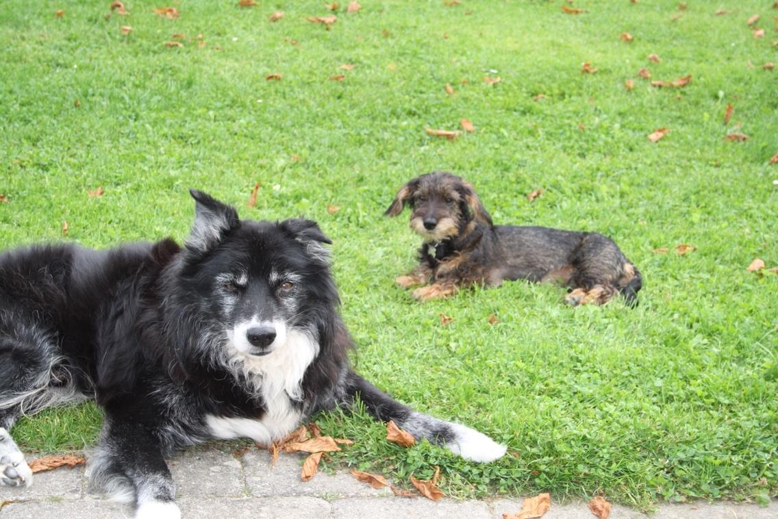 Blanding af racer Kátur billede 27