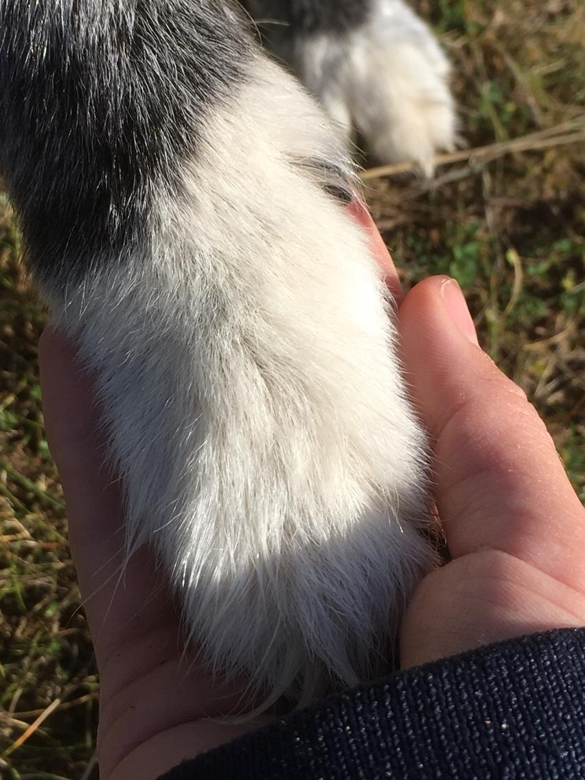 Blanding af racer Kátur billede 29