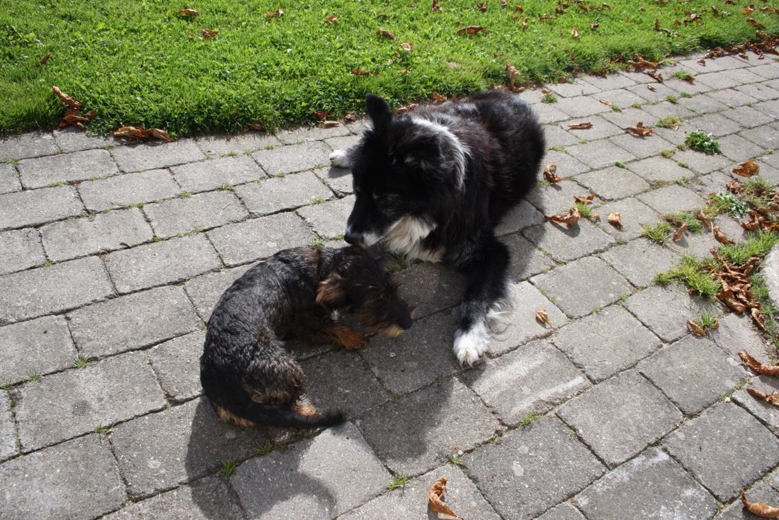 Blanding af racer Kátur billede 28