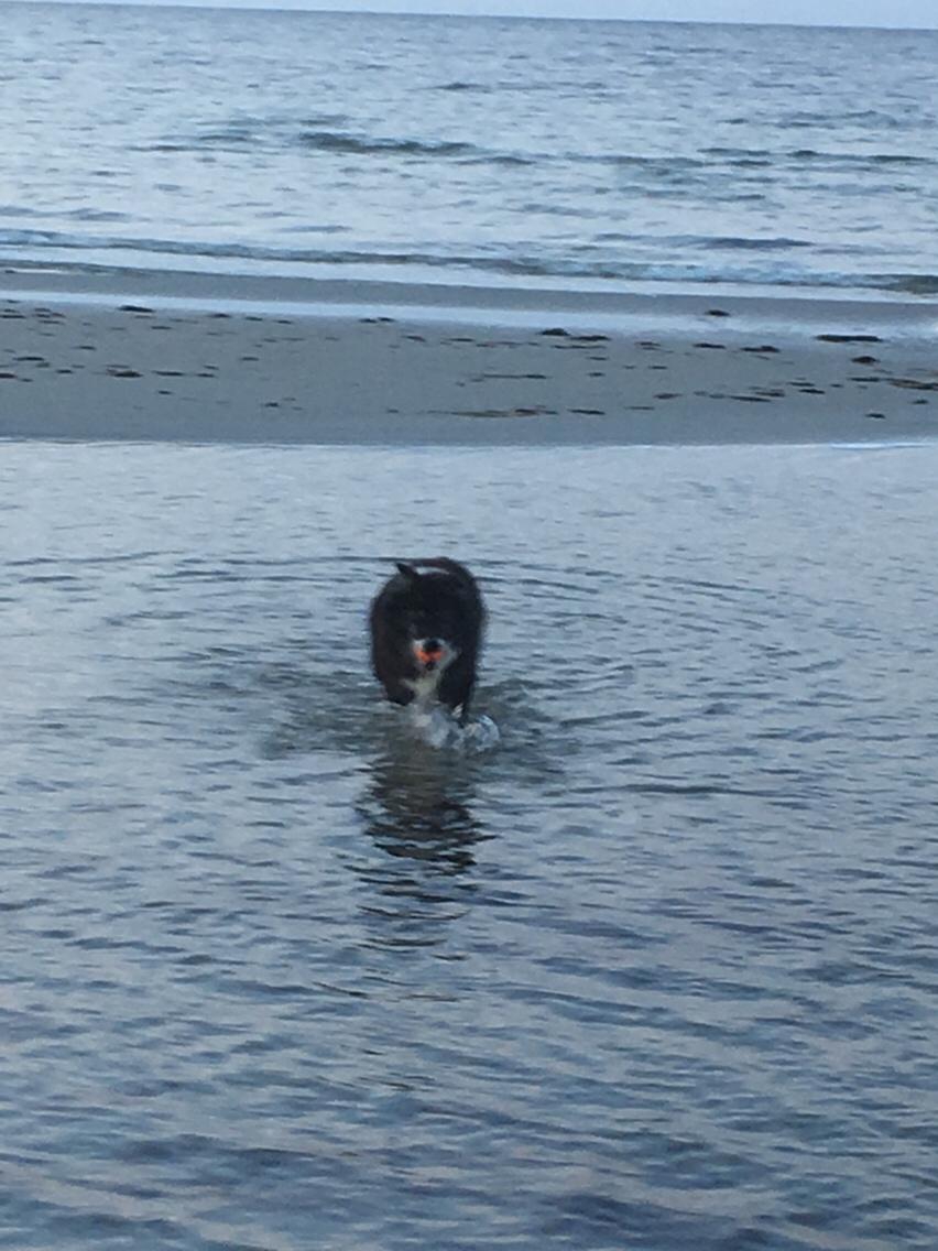 Blanding af racer Kátur billede 30