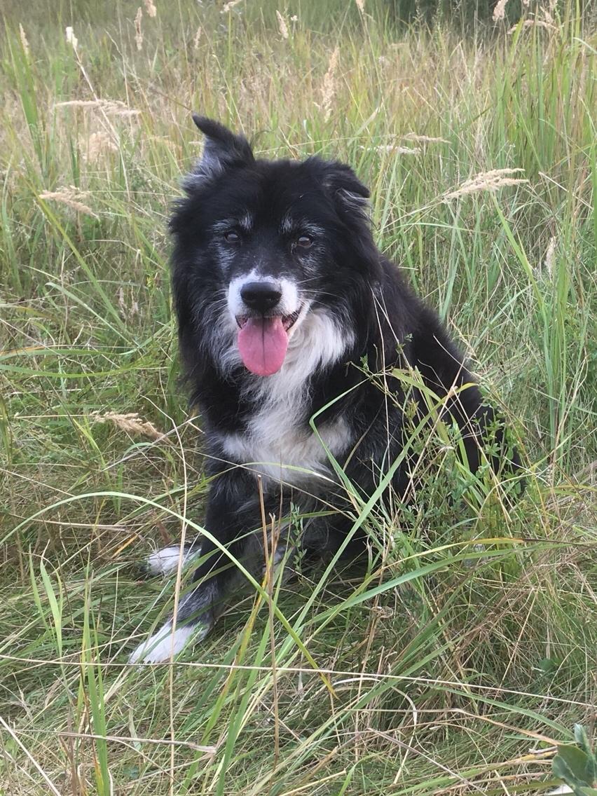 Blanding af racer Kátur billede 31