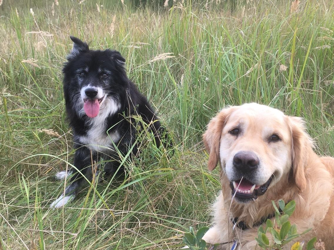 Blanding af racer Kátur billede 32