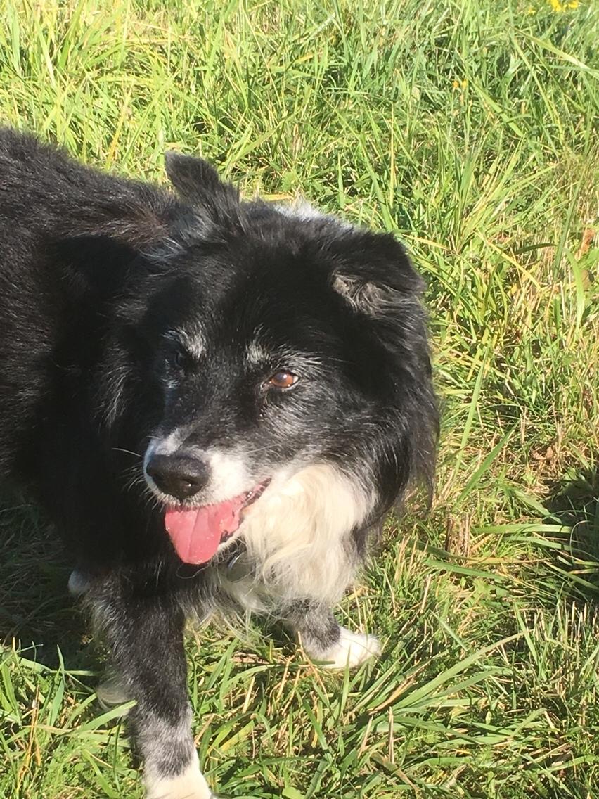 Blanding af racer Kátur billede 34