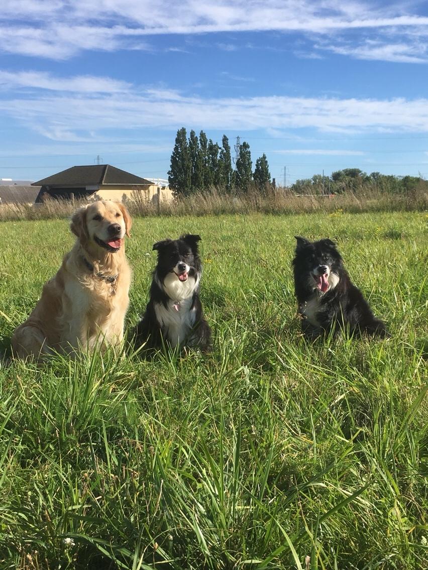 Blanding af racer Kátur billede 33