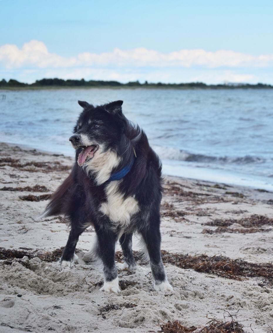 Blanding af racer Kátur billede 36