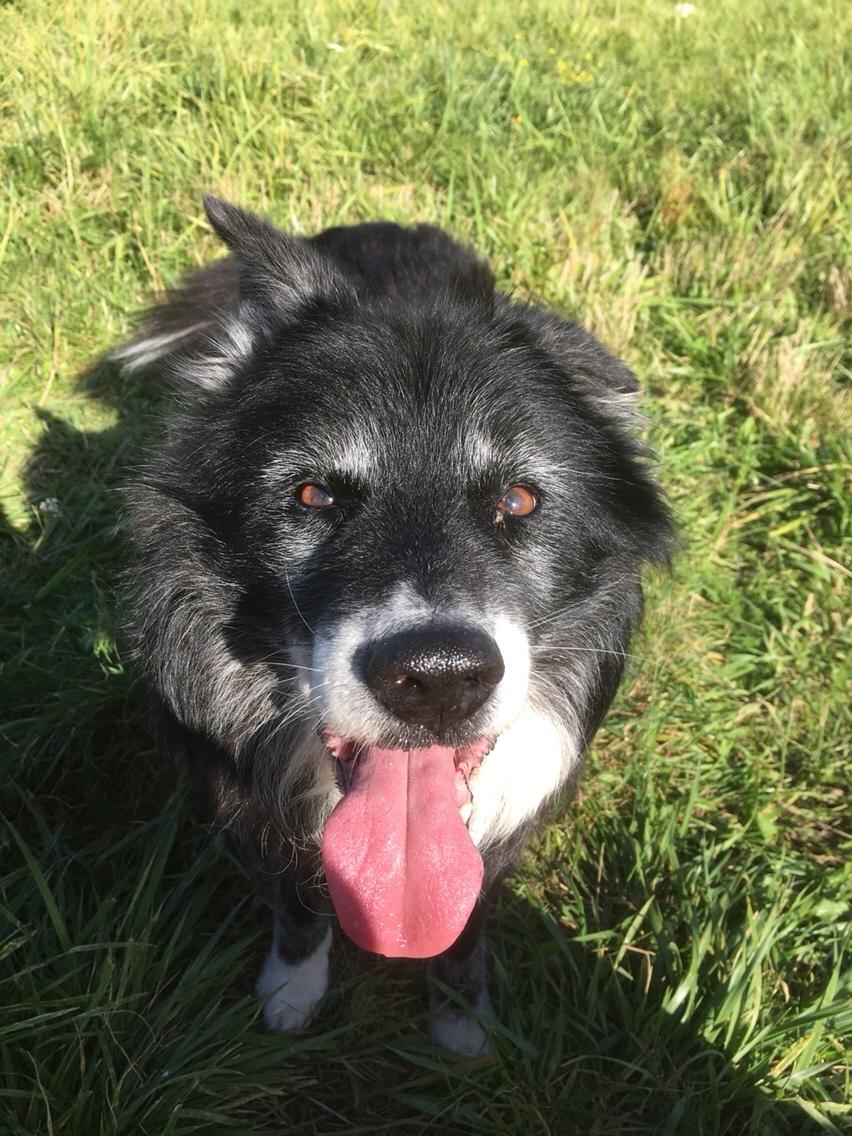 Blanding af racer Kátur billede 35