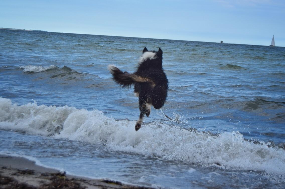 Border collie Satu (Hummelhund) billede 31