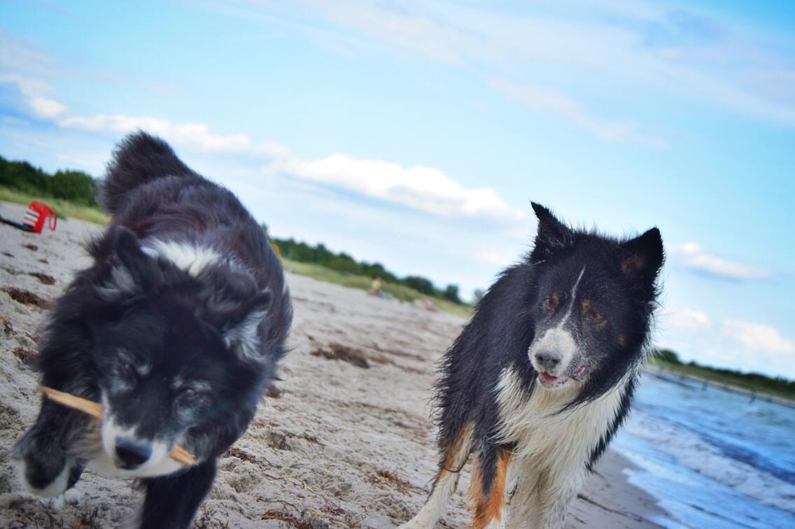 Border collie Satu (Hummelhund) billede 32