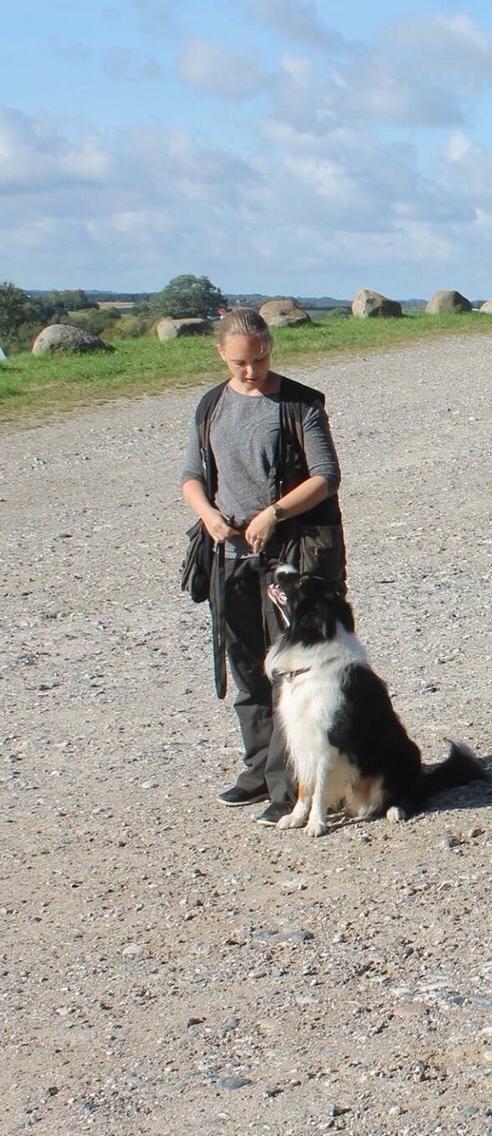 Border collie Satu (Hummelhund) billede 34