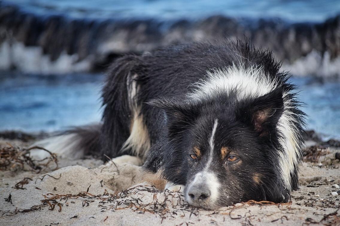 Border collie Satu (Hummelhund) billede 33