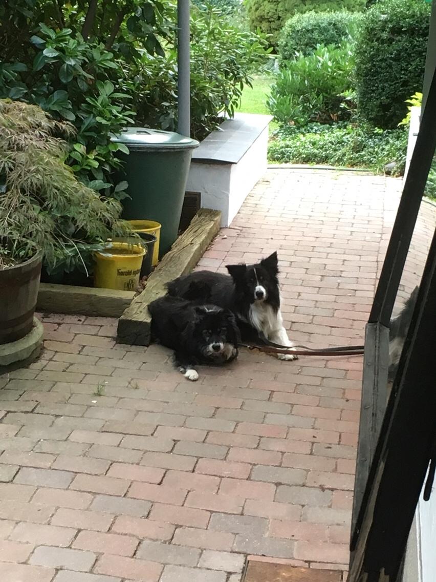 Border collie Satu (Hummelhund) billede 35