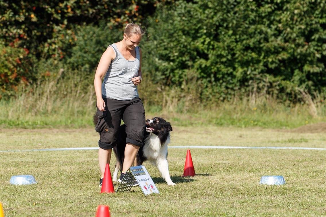 Border collie Satu (Hummelhund) billede 36