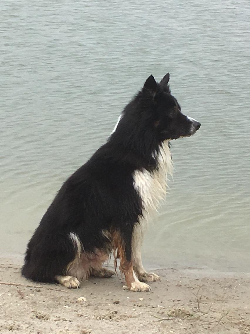 Border collie Satu (Hummelhund) billede 38