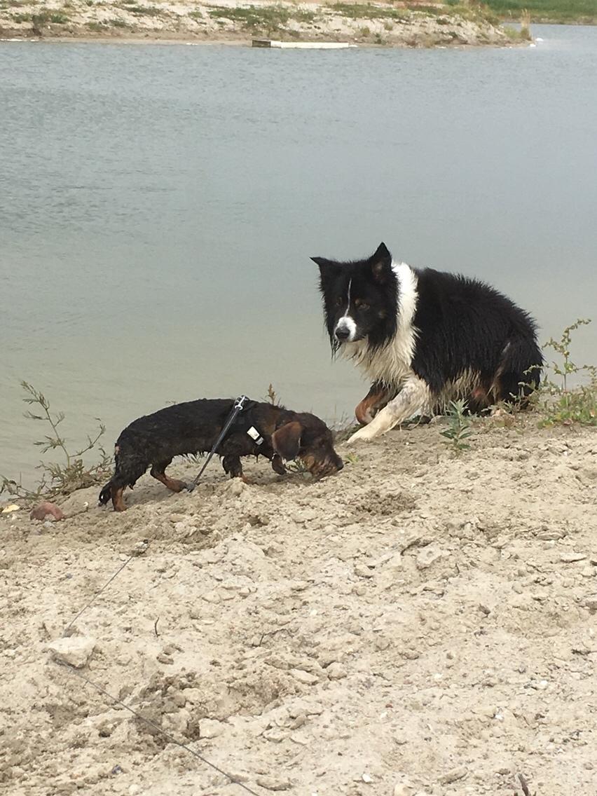 Border collie Satu (Hummelhund) billede 37