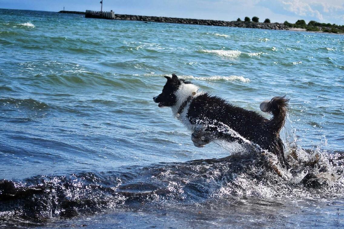 Border collie Satu (Hummelhund) billede 39