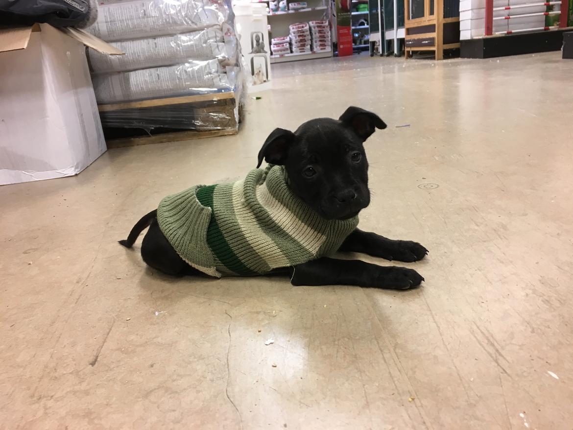 Staffordshire bull terrier Tyra billede 1