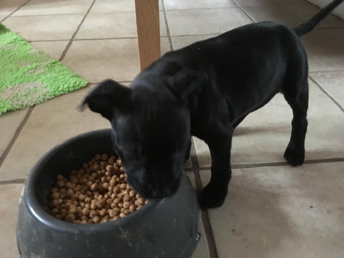 Staffordshire bull terrier Tyra billede 2