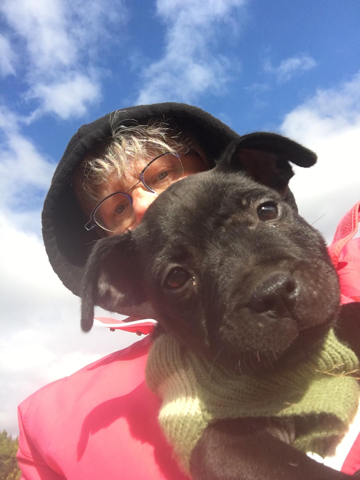 Staffordshire bull terrier Tyra billede 3