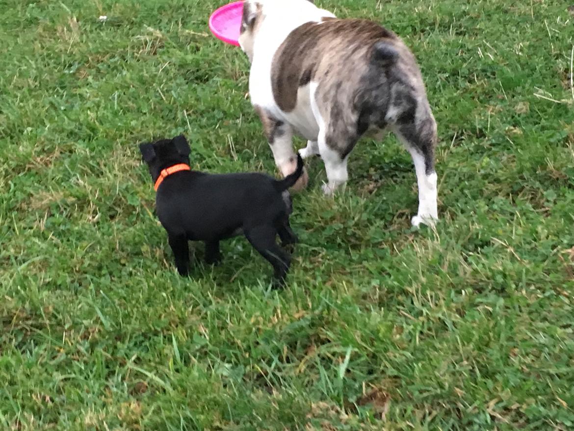 Staffordshire bull terrier Tyra billede 4