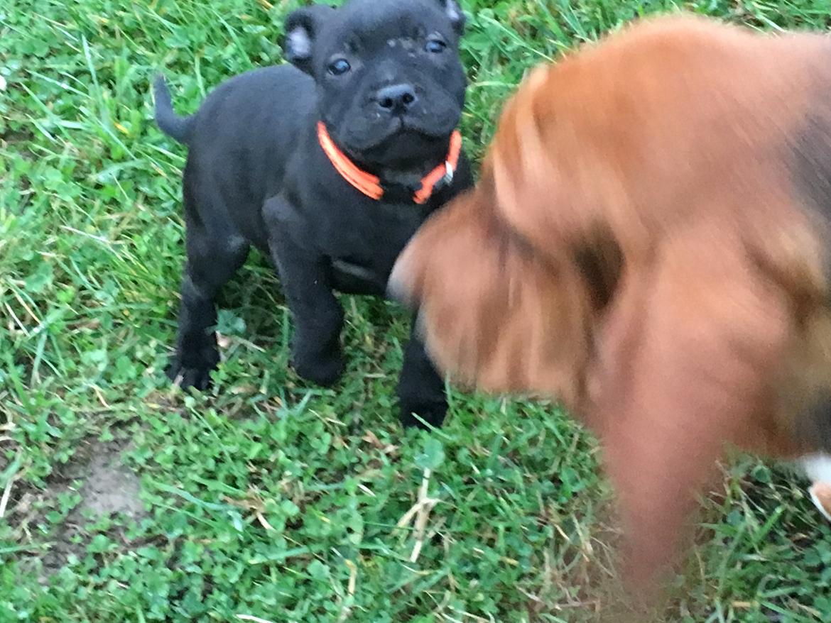 Staffordshire bull terrier Tyra billede 5