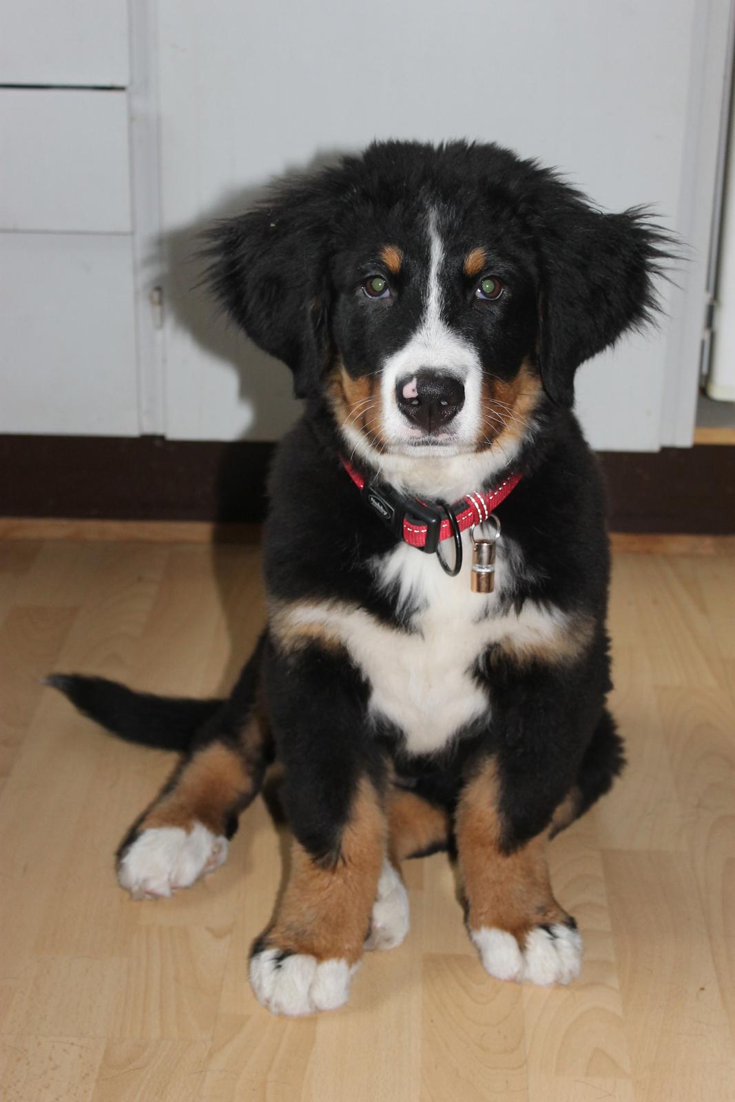 Berner sennenhund lillefix billede 25