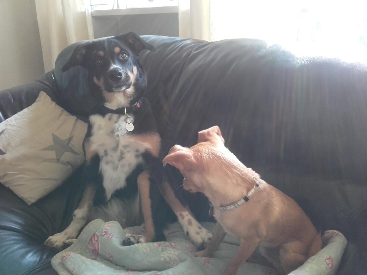 Chihuahua Ace billede 2