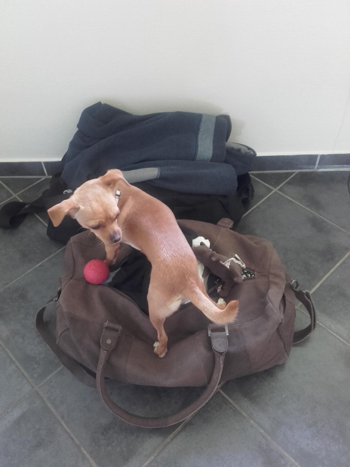 Chihuahua Ace billede 3