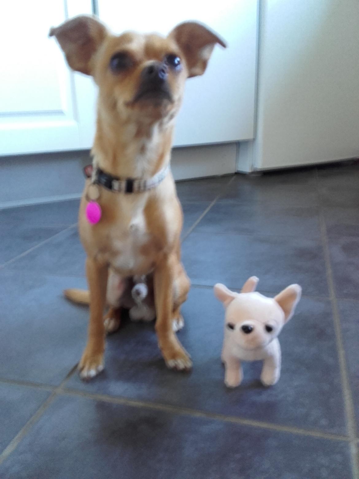 Chihuahua Ace billede 7