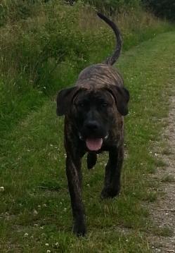 Dogo canario Pumba aka Baco Fuerza Bull billede 7