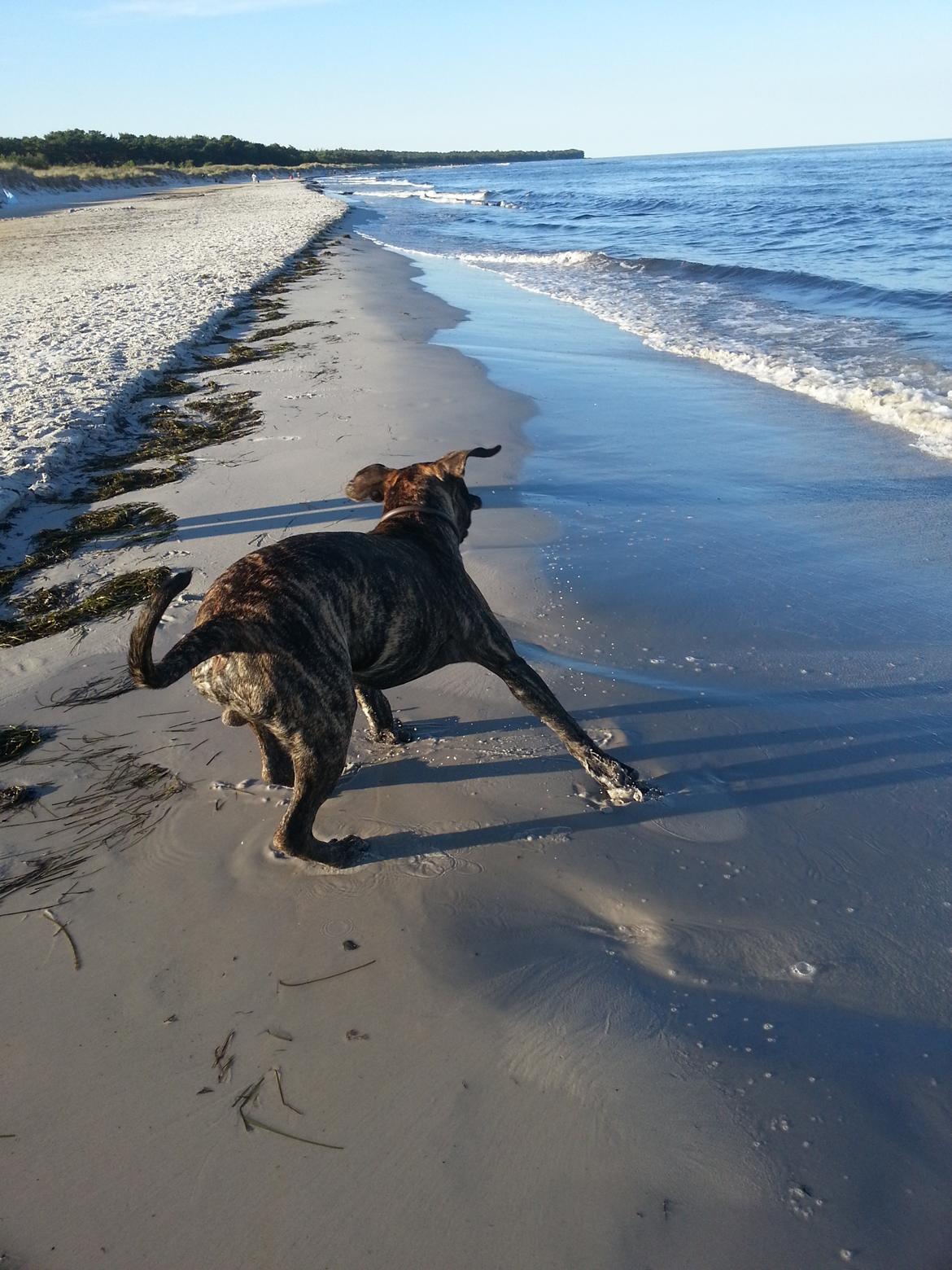 Dogo canario Pumba aka Baco Fuerza Bull billede 4