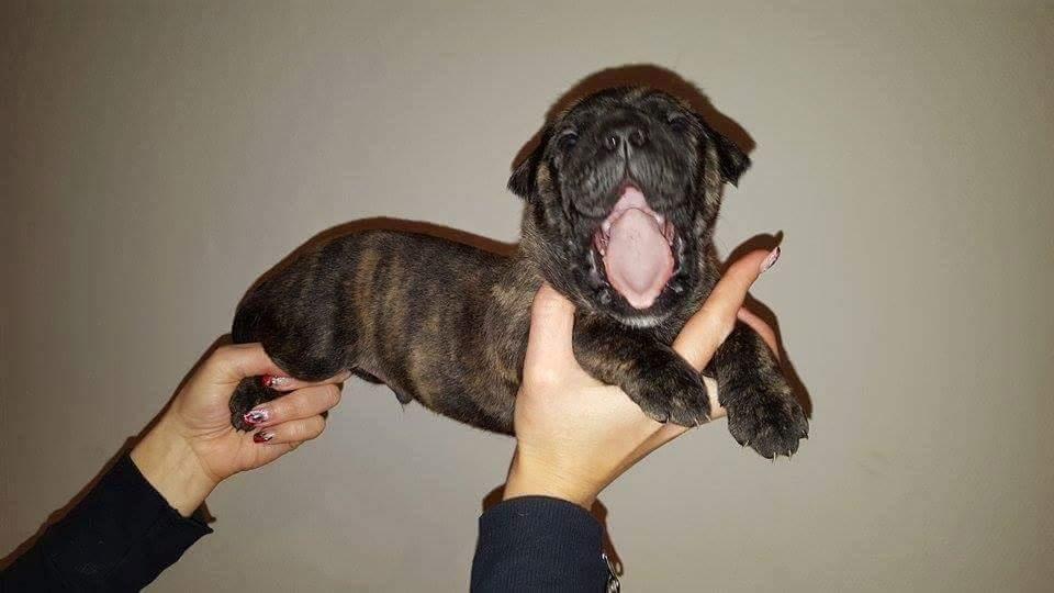 Dogo canario Pumba aka Baco Fuerza Bull billede 6
