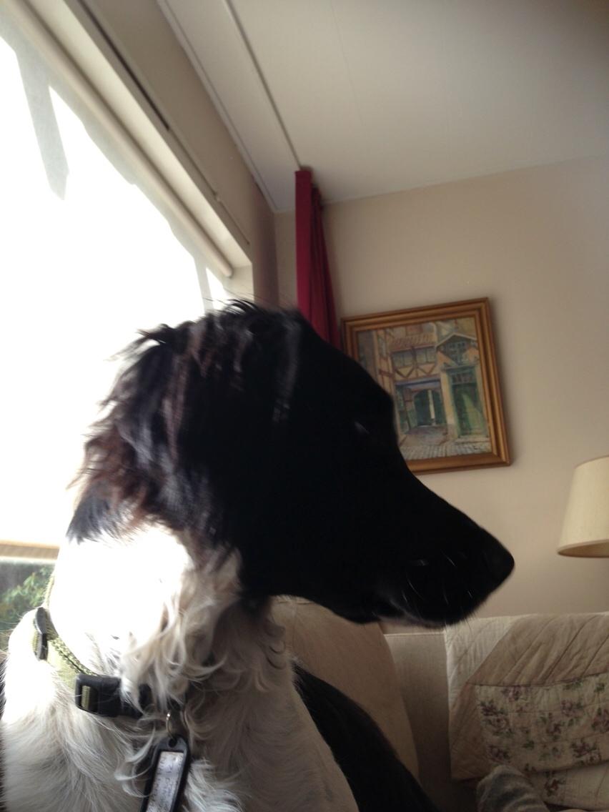 Blanding af racer Charlie (Thor) billede 14