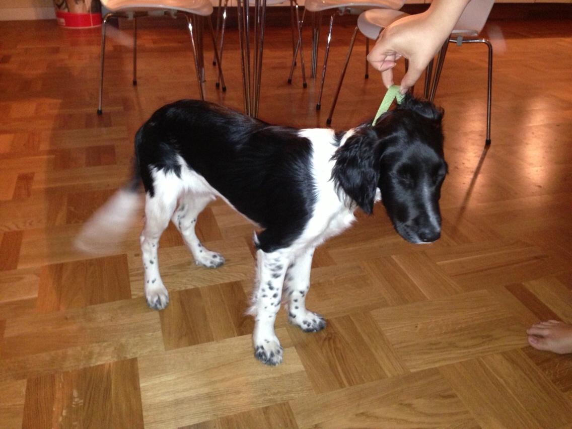 Blanding af racer Charlie (Thor) billede 13