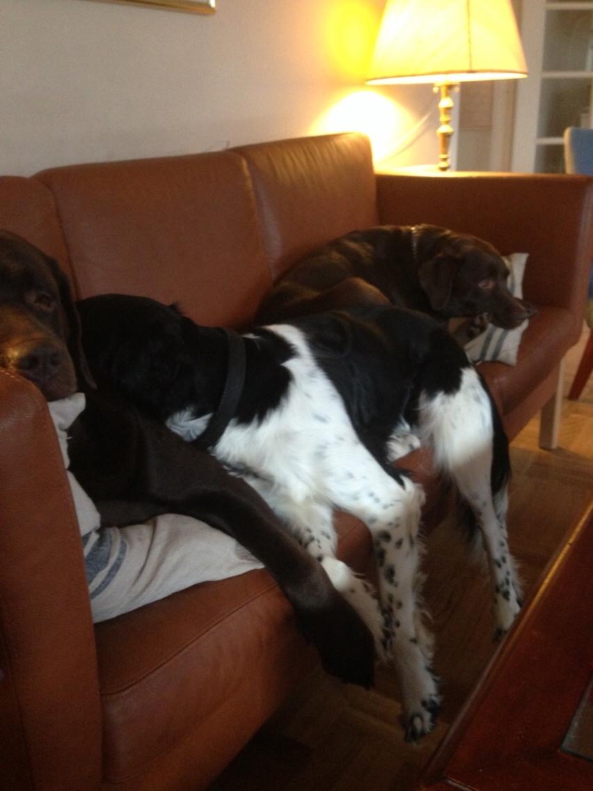 Blanding af racer Charlie (Thor) billede 16