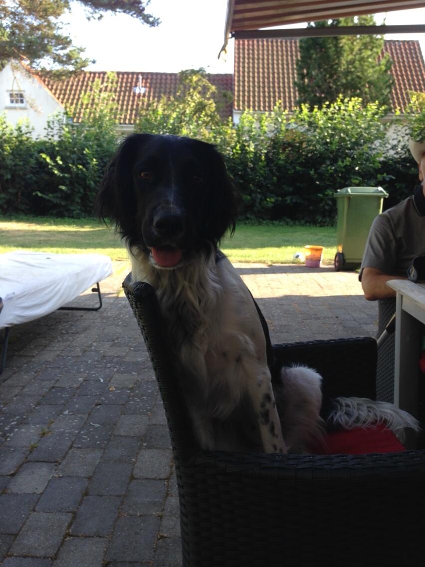 Blanding af racer Charlie (Thor) billede 15