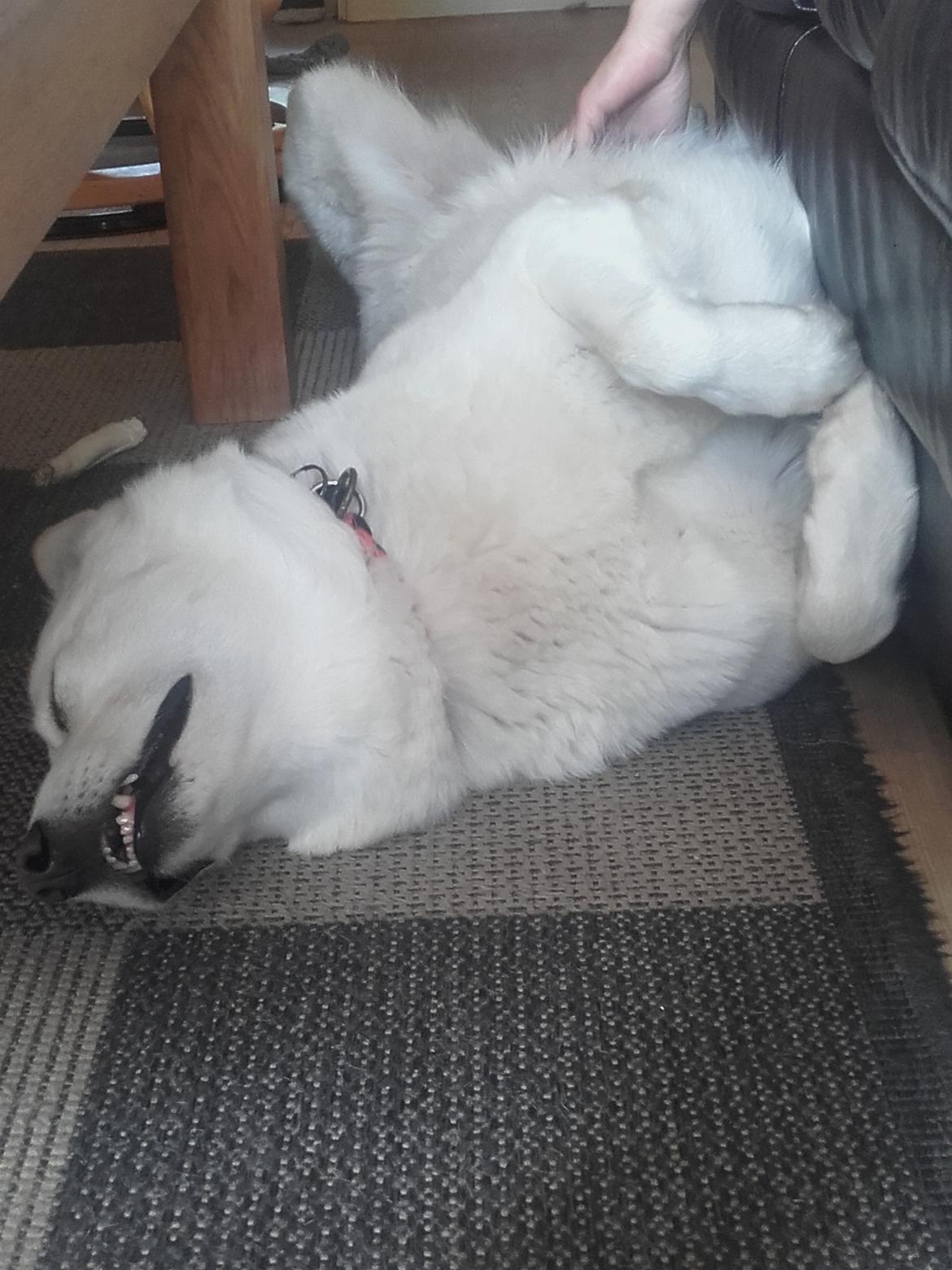 Blanding af racer Lajka billede 19