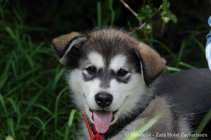 Alaskan malamute Saga billede 4