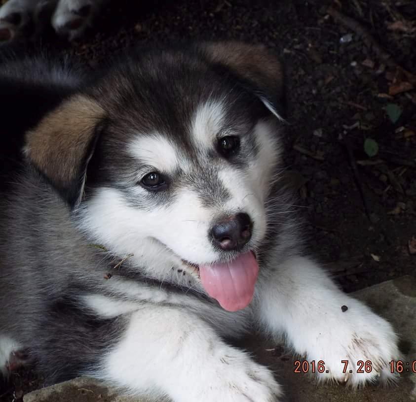 Alaskan malamute Saga billede 3