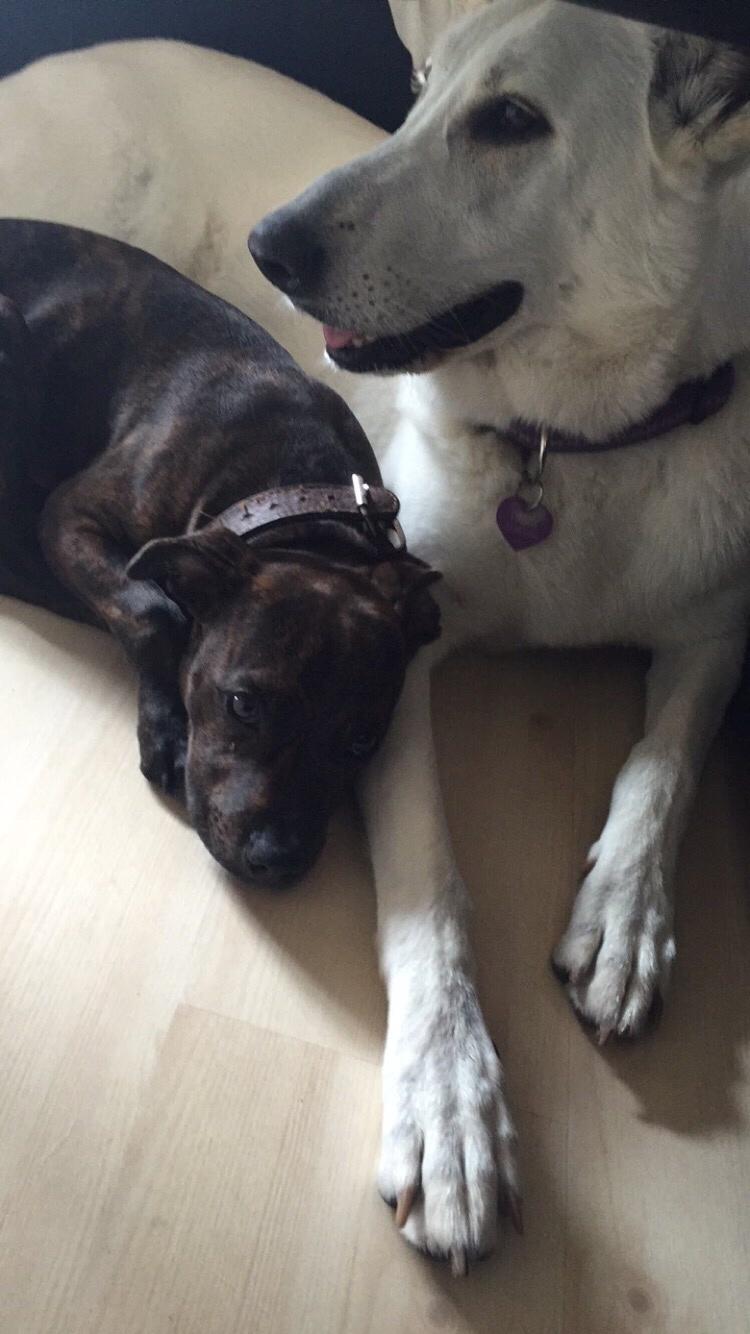 Staffordshire bull terrier Uffe billede 2