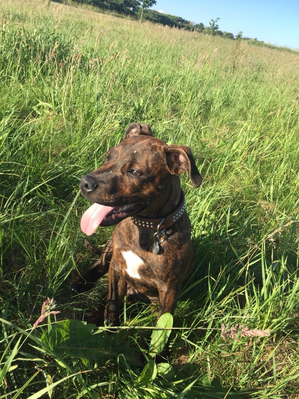 Staffordshire bull terrier Uffe billede 5