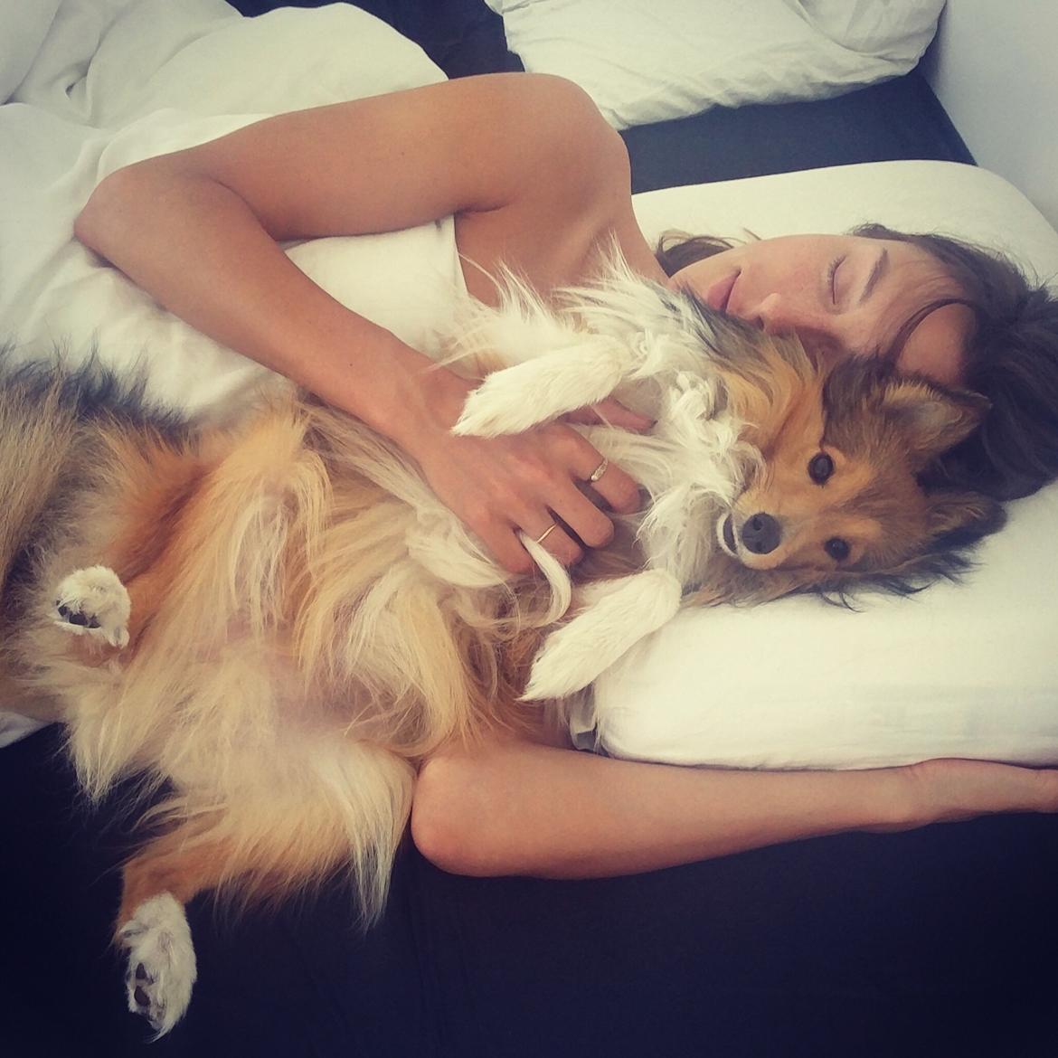 Shetland sheepdog Canto billede 12