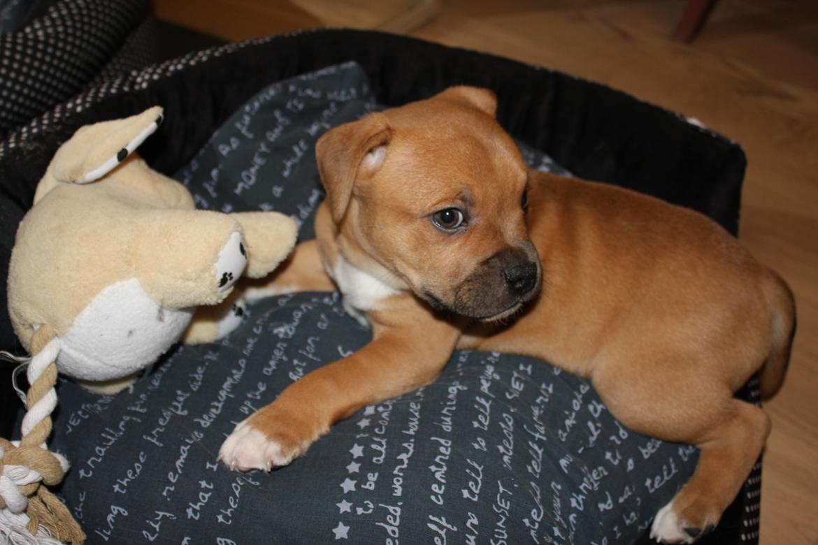 Staffordshire bull terrier Tarzan billede 3