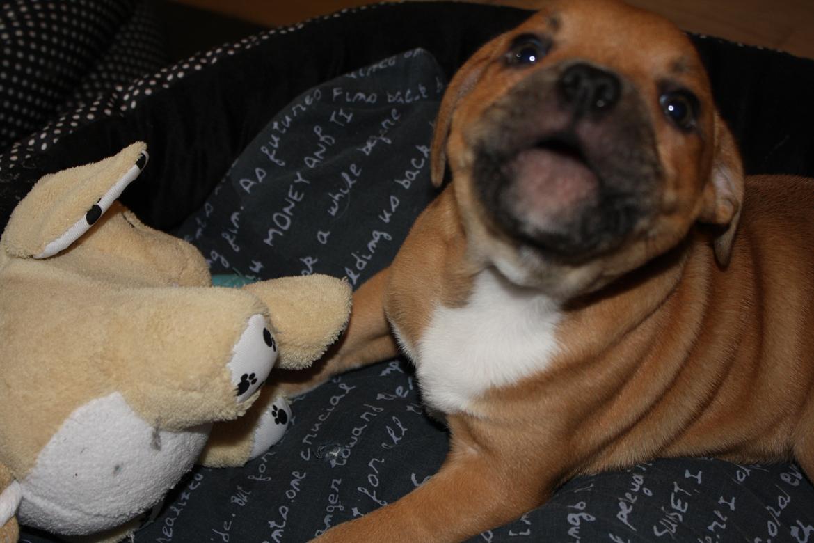 Staffordshire bull terrier Tarzan billede 2