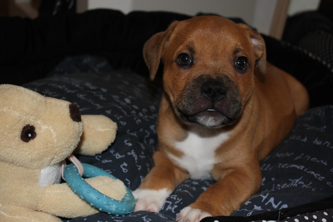 Staffordshire bull terrier Tarzan billede 5